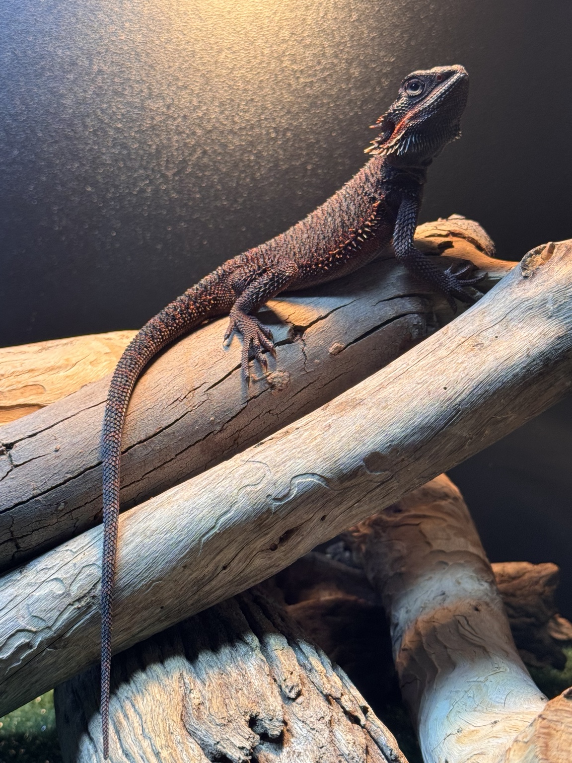 A dark Fusion bearded dragon sitting on branches, with its head fully visible