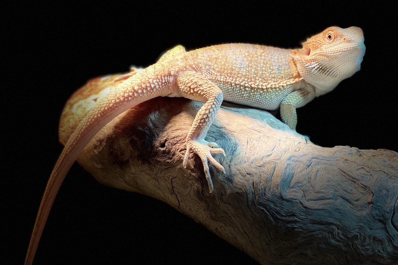 A pale Fusion bearded dragon perched on a branch against a dark background