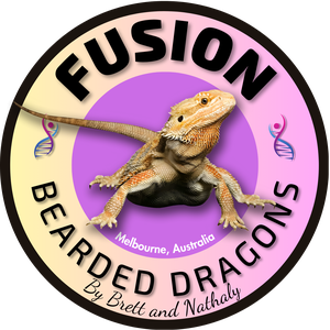 Fusion Bearded Dragons
